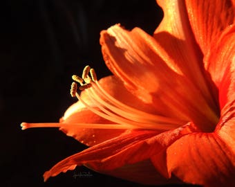 Red Amaryllis