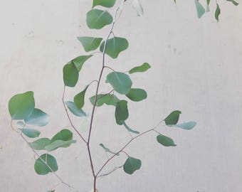 Silver Dollar Eucalyptus