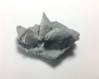 Brachiopod Fossil Mucrospirifer