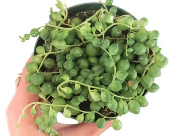 String Of Pearls Plants Succulents Hanging Basket Senecio Rowleyanu RARE Beautiful Hanging Planter Terrarium Succulent Plants