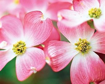 2 Pink Dogwood Trees(Cornus Florida Ruba)