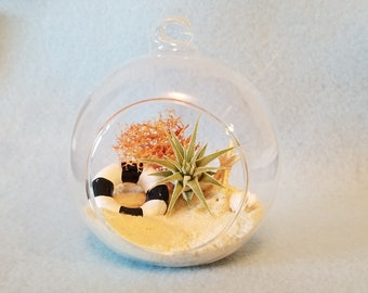 Air Plant Terriuam