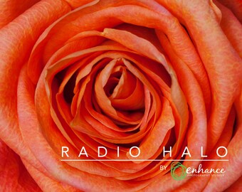 peach rose wall art
