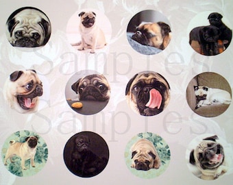 1" Inch Pug Flatback Buttons, Pins or Magnets 12 Ct. CS1