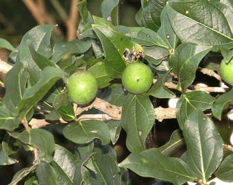 25 Seeds Strychnos potatorum , Clearing Nut Tree Seeds,