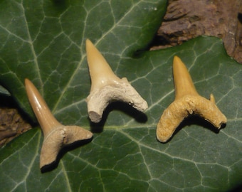 Set of Fossilized Shark Teeth, 1.59g total