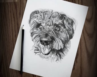 8X10 Pet Sketch Drawing - Schnoodle - Schnauzer Poodle Mix