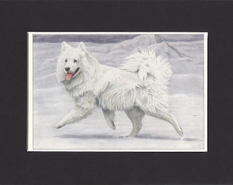 Samoyed 1919 Vintage Dog Print by Louis Agassiz Fuertes Small Vintage Print of Painting Mounted with Mat - Samoyed Print, Samoyed Dog Print