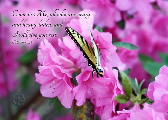 Bible Verse Art Swallowtail Butterfly Art Flower