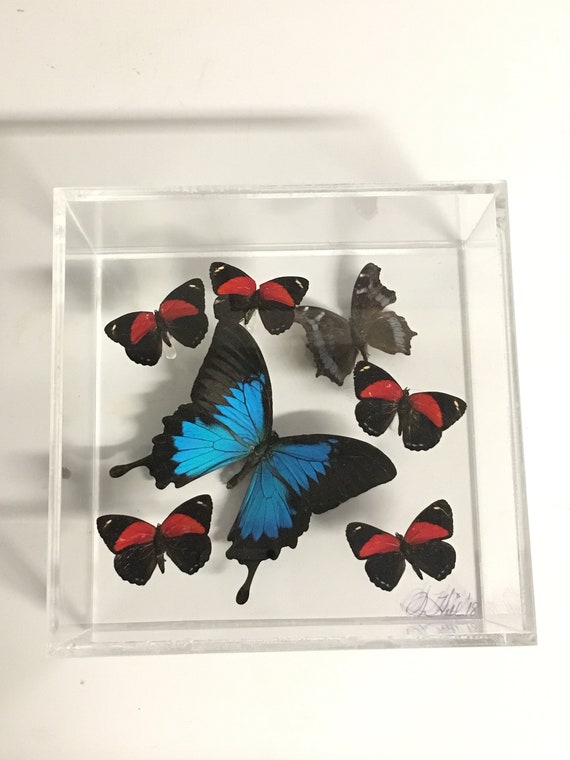 Ulysses the Hero - One of a kind real butterfly panel