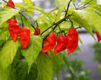 Hot Pepper Plant, Ghost Pepper Super Hot, Organic