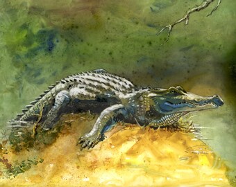 American alligator watercolor art print 8.5 X 11 from original Barry Singer Yupo Painting