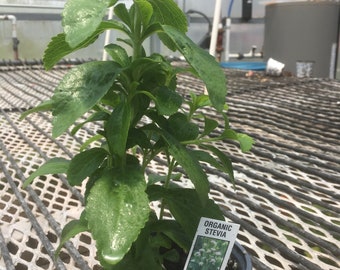 Stevia