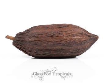 Cacao Pod - Whole