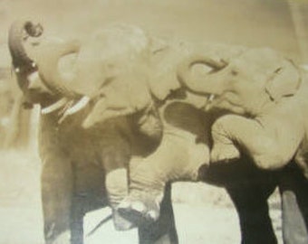 LAST CHANCE SALE rppc of 3 Elephants and Their Trainer