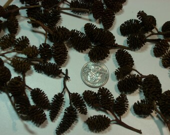 Alder cones, 10 to 11 ounces, box of 400 to 600 cones per box