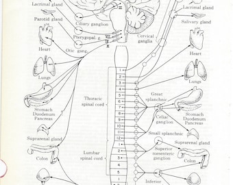 Human Anatomy Autonomic Nervous System Vintage Medical Anatomy Illustration to Frame or for Collage, Mixed Media and MORE PSS 0155