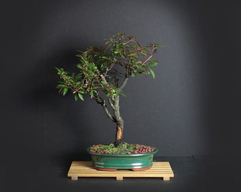 Dwarf Firebush bonsai tree, Hummingbird Collection from LiveBonsaiTree