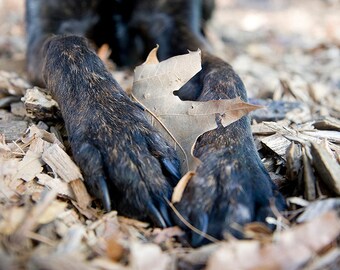 Fall Feeters Dog photography print