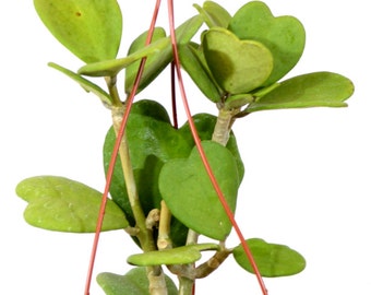 Hoya Kerrii Sweatheart - 6" Pot