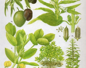 Vintage Botanical Print Antique OLIVE PEANUTS, plant print botanical print, bookplate art print, olives fruit plants plant wall