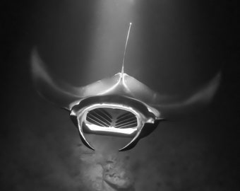 Manta Ray in black and white