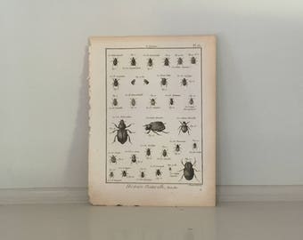 1788 INSECTS BEETLES ENGRAVING original antique insect engraving bug print