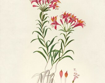 Vintage Botanical Flower Print 8x10 P2