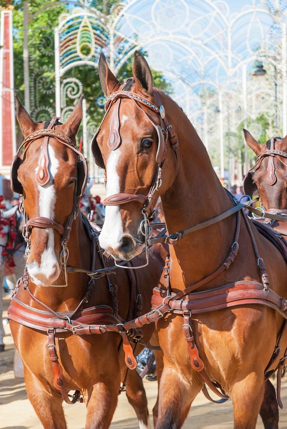 Jerez Horse Festival, horses, equine art, photographic print, limited edition print, Spain.