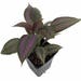 Persian Shield Plant - Strobilanthes - Iridescent Purple - Inside/Out - 4" Pot