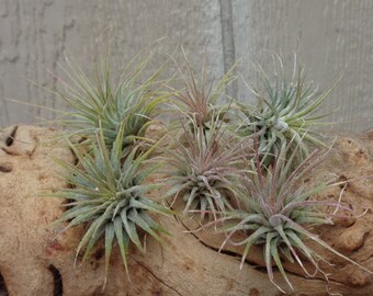 SALE 12 Pack Tillandsia Ionantha Guatemala 1-2"+ As Is Air Plants FREE SHIPPING