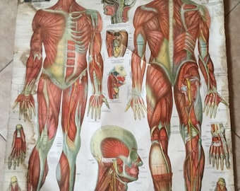 Antique Lithographed Linen 1910 Anatomical Chart, The Muscular System