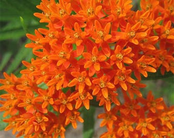 90Pcs Orange Butterfly Milkweed Asclepias Flower Seeds Plants Home Garden View