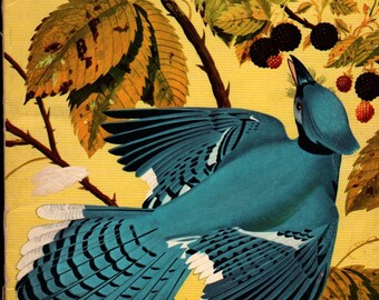 The How and Why Wonder Book of Birds + Robert Mathewson + Walter Ferguson and Ned Smith + 1960 + Vintage Kids Science Book