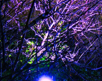 Night Time Tree Wall Art, Photography