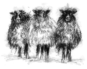 Sheep | Limited edition fine art print from original drawing. Free shipping.