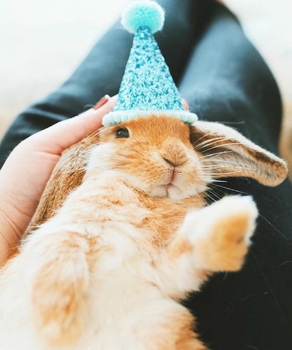 Party Hat || Animal Birthday Party || Pig Cat Kitty Dog Puppy Party Hat || Photo Prop || Sky Blue + Aqua