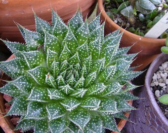 Aloe aristata aka Lace Aloe / Torch Plant - 2in, 4in + GALLON = SUPER NICE specimens right now about to flower!!!!