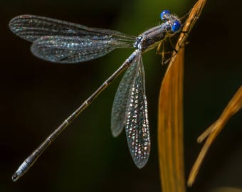 Common Spreadwing Damselfly.