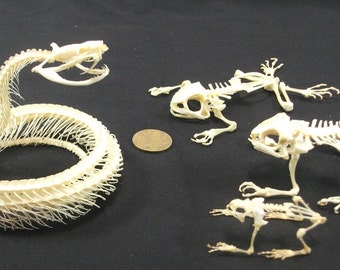 Taxidermy real snake skeleton with 3 pcs frog skeleton