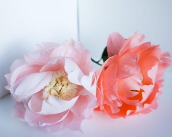 Peony : Bright Coral | Blush Pink