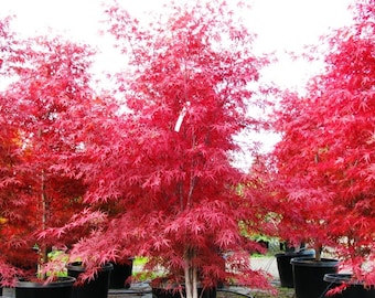 Japanese Maple Seeds-Beni Otake(Red Bamboo) Fresh 25 seeds-Rare-Grown In Canada.