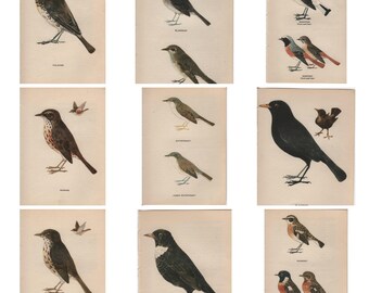 Original Vintage British Bird print 1945 by Edmund Sandars large choice of prints