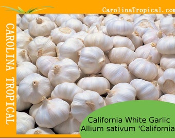 California White Garlic (Allium sativum 'California') – 1 bulb - ORGANIC