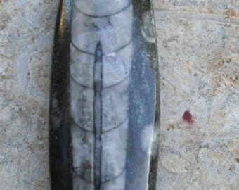 1pc Wire-wrapped ORTHOCERAS FOSSIL PENDANT