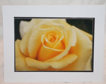 photo card, yellow rose, photography