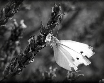 ACEO photograph, black and white, butterfly, mini print -- "Lavender Lunch" (2.5 x 3.5 inches)