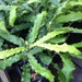 1 live well rooted Macadamia Plant. 7 - 9 Inches Tall - m104