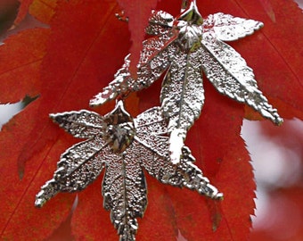 Silver Earrings real Japanese Maple leaves