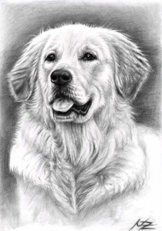  Golden Retriever Fine Art Print